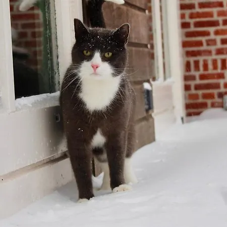 Chaamse Bossen Met Tuin Апартаменты Chaam