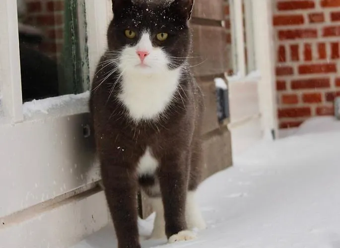 Chaamse Bossen Met Tuin Daire Chaam