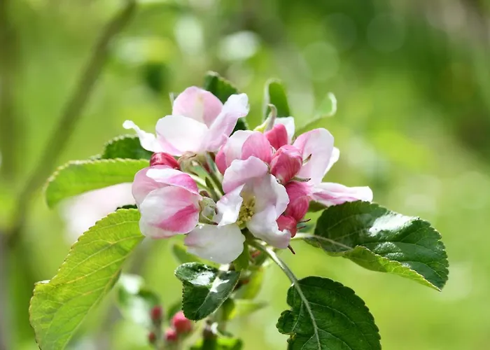 Appartamento Chaamse Bossen Met Tuin Chaam