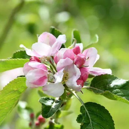 דירה Chaamse Bossen Met Tuin Chaam