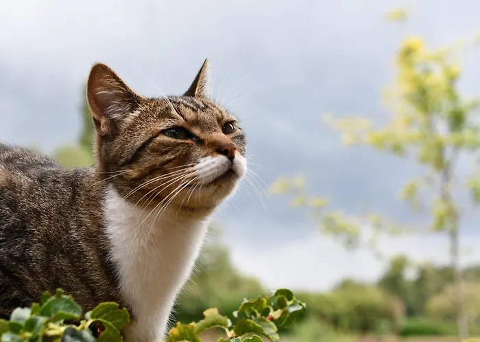 Chaamse Bossen Met Tuin Apartamento